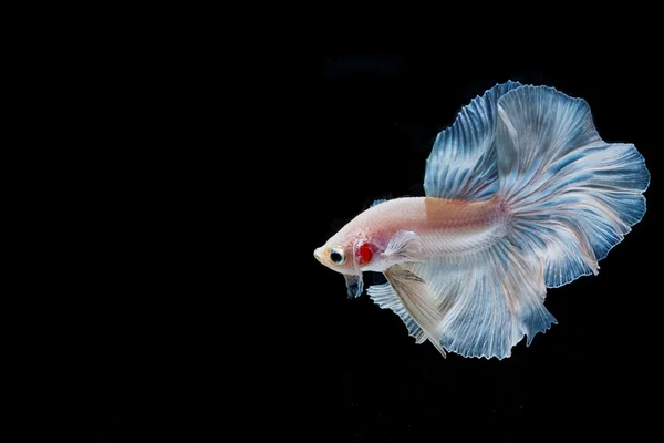 Momento commovente di bianco siamese pesce combattente isolato su b nero — Foto Stock