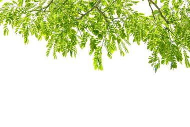 beyaz arkaplanda yeşil yapraklar