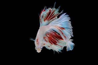 Daha iyi balık, Siyam mücadele balık üzerinde siyah ba izole anını