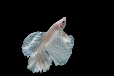 Daha iyi balık, Siyam mücadele balık üzerinde siyah ba izole anını