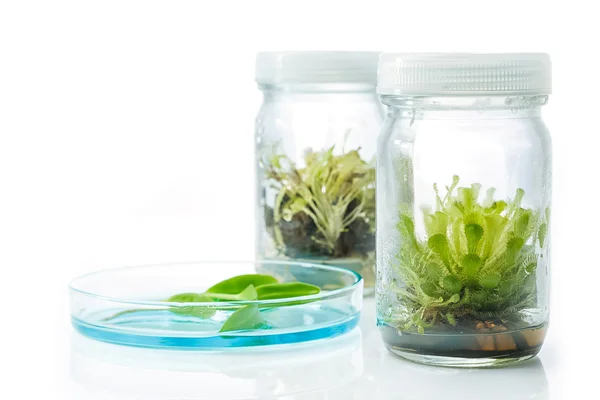 Sonnentau (fleischfressende Pflanze), Pflanzenkultur im Labor — Stockfoto