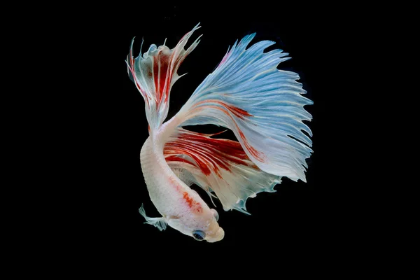 Moment of betta fish, siamese fighting fish isolated on black ba — Stock Photo, Image