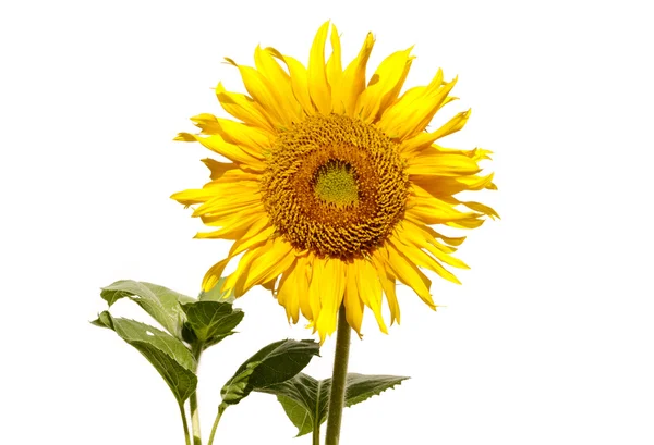 Tournesol isolé sur fond blanc — Photo