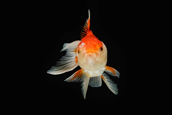 Oranda peixe dourado isolado sobre fundo preto — Fotografia de Stock