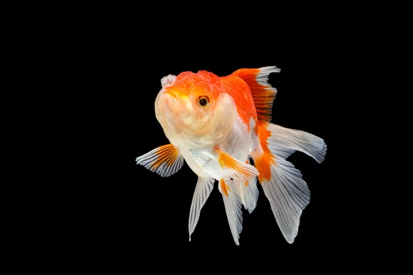 Oranda guld fisk isolerad på svart bakgrund — Stockfoto