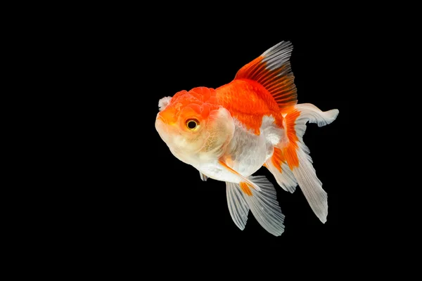 Oranda peixe dourado isolado sobre fundo preto — Fotografia de Stock