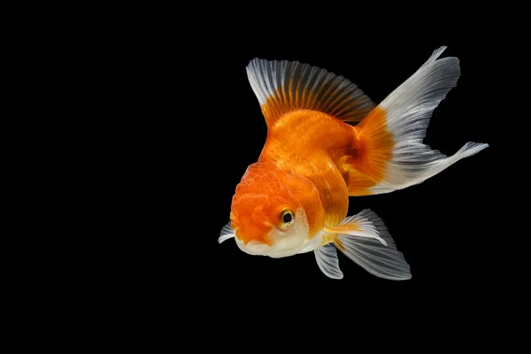Oranda peixe dourado isolado sobre fundo preto — Fotografia de Stock