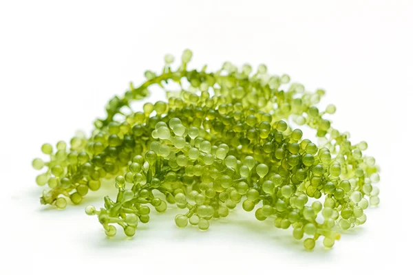 Sea grapes ( green caviar ) seaweed, Healthy food. — Stock Photo, Image