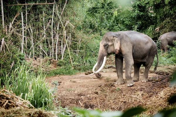 Elefante nella bellissima foresta della provincia di Kanchanaburi — Foto Stock