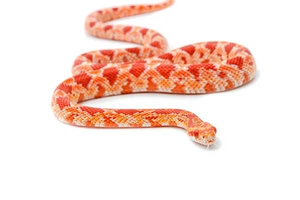 Albino majs orm (Red Rat Snakeon) på vit bakgrund — Stockfoto