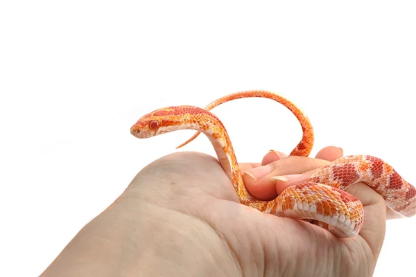 Kadının eline sarılmış mısırlı yılan — Stok fotoğraf