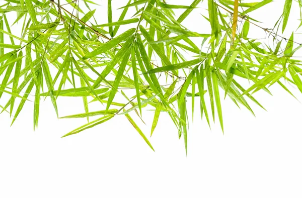 Güzel yaprak yeşil bambu arka plan — Stok fotoğraf