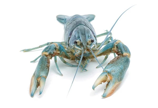 蓝色小龙虾 — — 淡水龙虾在白色背景上 — 图库照片