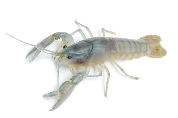 Raki - świeżej wody homara na białym tle — Zdjęcie stockowe
