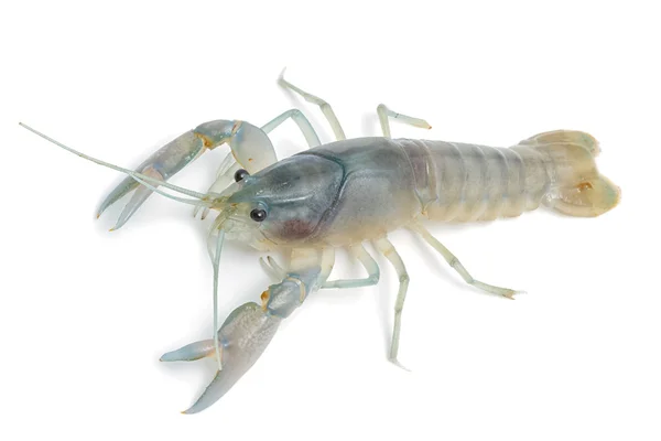 Écrevisses - Homard d'eau douce sur fond blanc — Photo