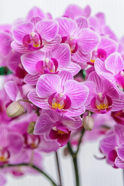 Krásná květina orchidej, phalaenopsis růžová zblízka — Stock fotografie