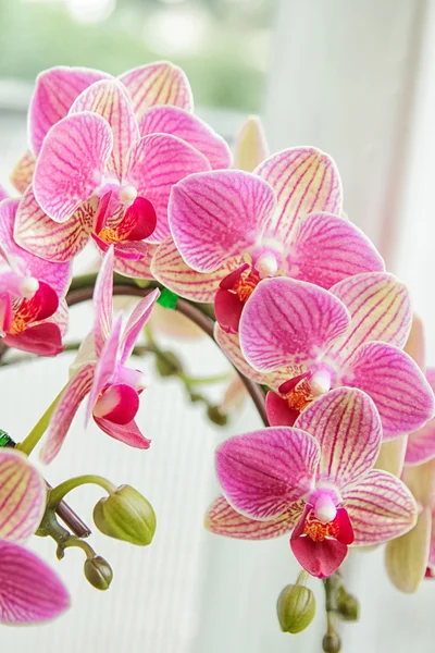 Orquídea de flor bonita, falaenopsis rosa close-up — Fotografia de Stock