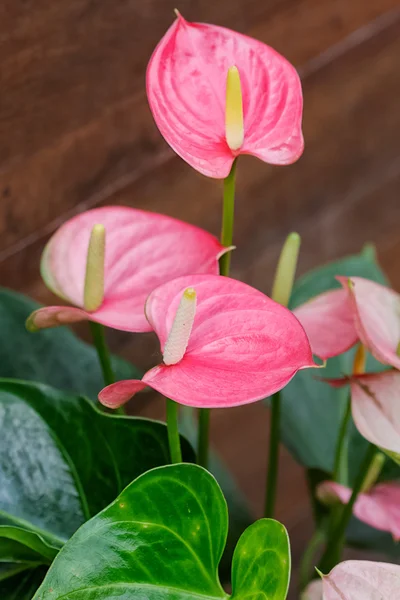 Pink flamingo kwiat w ogrodzie botanicznym — Zdjęcie stockowe
