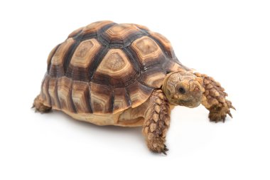 sulcata kaplumbağa, beyaz geochelone sulcata Afrika mahmuzlu 