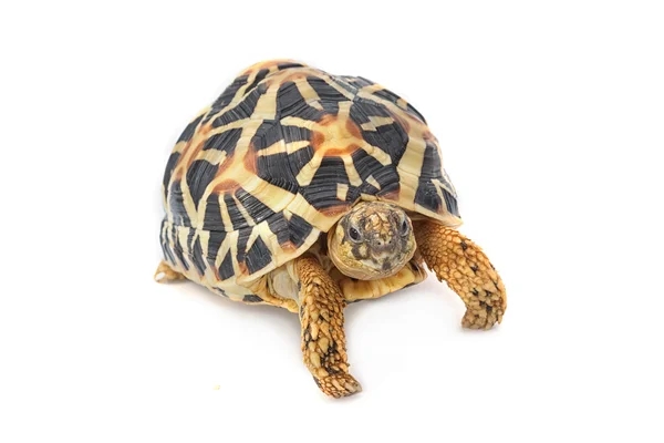 Beyaz arka plan üzerinde yemek Hint yıldızlı kaplumbağa — Stok fotoğraf