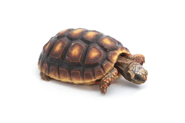 Красноногие черепахи, Chelonoidis carbonaria на белой спине — стоковое фото