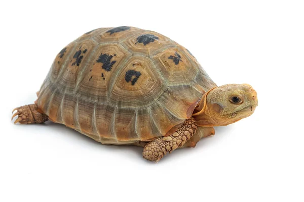 Elogated Tertoise (Indotestudo elongata), Yellow turtle on whit — стоковое фото