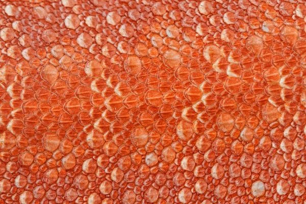 Bearded Dragon texture ,Skin texture of Central bearded dragon