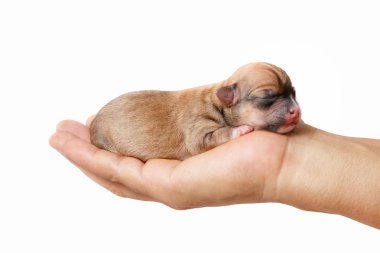 Yeni doğan chihuahua köpek bakım elinde