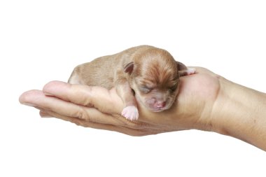 Beyaz arka plan üzerinde yeni doğan Chihuahua kukla uyku