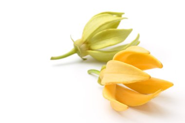 Ylang-Ylang çiçek, beyaz zemin üzerine sarı kokulu çiçek
