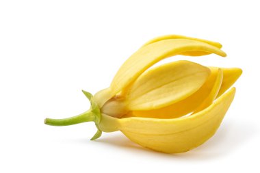 Ylang-Ylang çiçek, beyaz zemin üzerine sarı kokulu çiçek