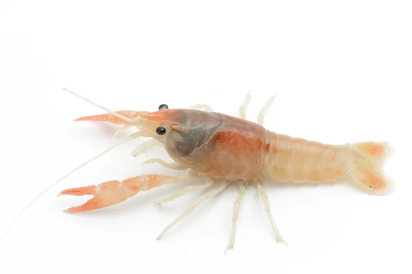 Pomarańczowy raki - świeżej wody homara na białym tle — Zdjęcie stockowe