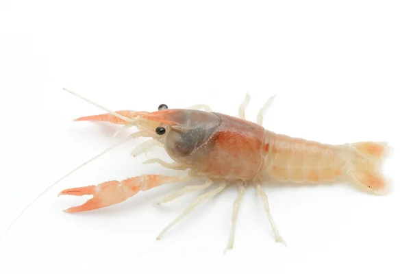 Gamberi arancioni - Aragosta d'acqua dolce su fondo bianco — Foto Stock