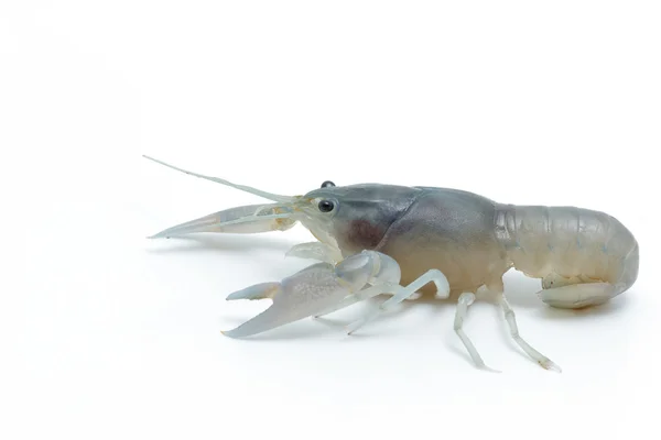 Niebieski raki - świeżej wody homara na białym tle — Zdjęcie stockowe
