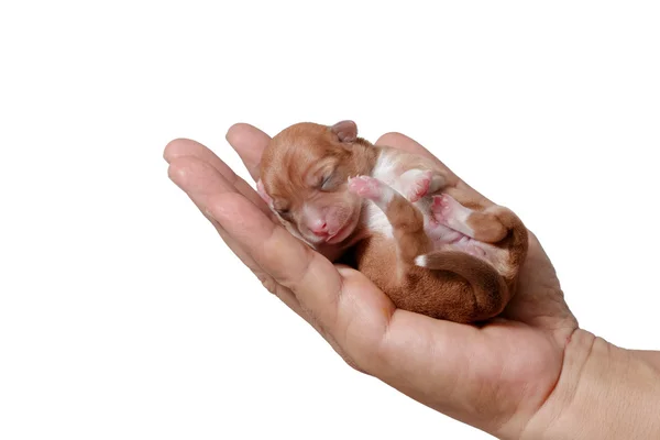 Beyaz arka plan üzerinde yeni doğan Chihuahua kukla uyku — Stok fotoğraf