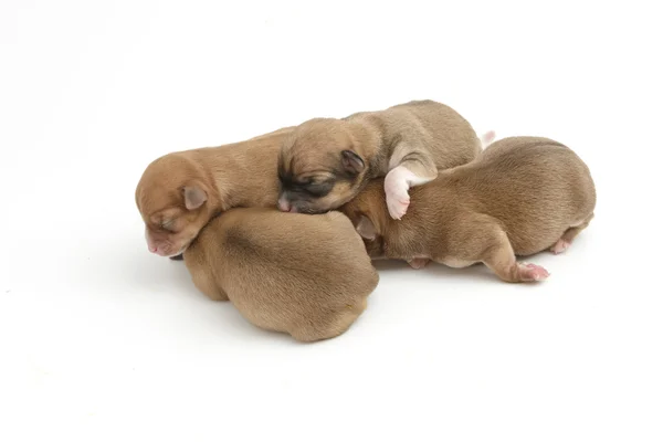 Filhotes de Chihuahua recém-nascidos adormecidos, em fundo branco — Fotografia de Stock