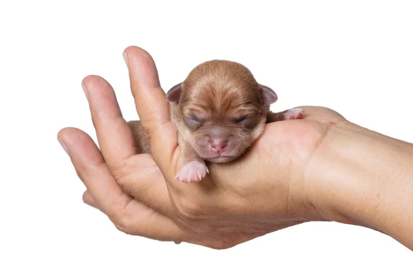 Spící novorozené Chihuahua štěňata, na bílém pozadí — Stock fotografie