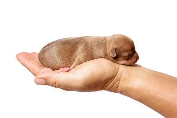 Filhotes de Chihuahua recém-nascidos adormecidos nas mãos carinhosas — Fotografia de Stock