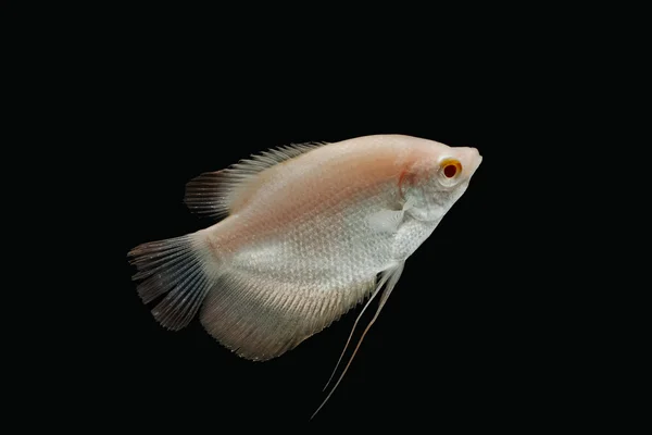 Riesen-Gourami-Fisch isoliert auf schwarzem Hintergrund — Stockfoto