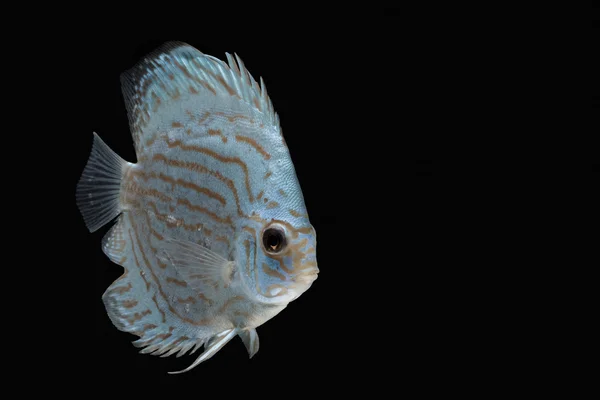 Pompadour (Discus) pesce con spazio copia su sfondo nero — Foto Stock