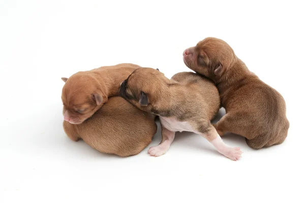 Στον ύπνο νεογέννητα κουτάβια Chihuahua, σε λευκό φόντο — Φωτογραφία Αρχείου