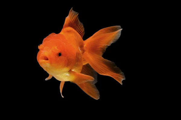 Orange guld fisk isolera på bakgrund — Stockfoto