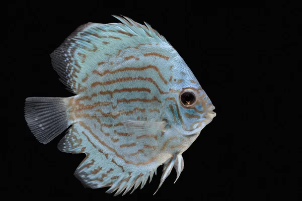 Pompadour (Discus) fish with copy space on black background — Stock Photo, Image