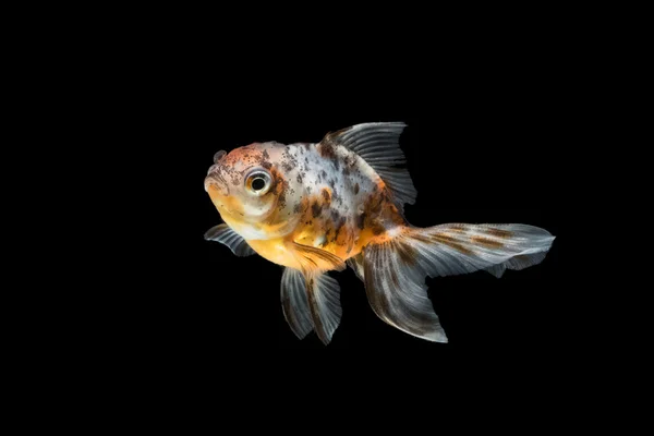 Tricolor peixe dourado isolado no fundo — Fotografia de Stock