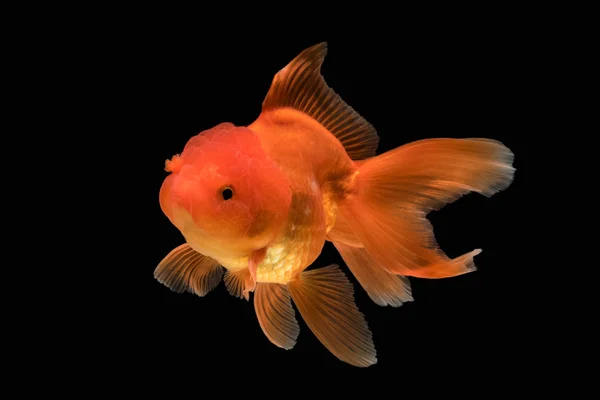 Laranja ouro peixe isolado no fundo — Fotografia de Stock