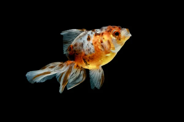 Tricolor peixe dourado isolado no fundo — Fotografia de Stock