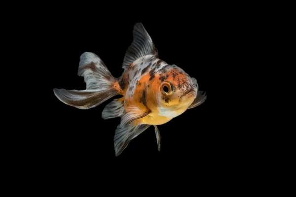 Tricolor peixe dourado isolado no fundo — Fotografia de Stock