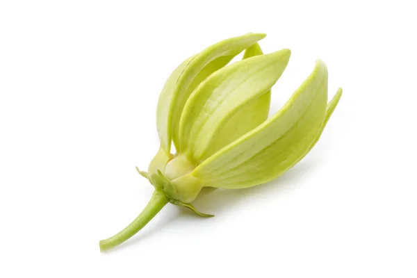 Fleur Ylang-Ylang, Fleur jaune parfumée sur fond blanc — Photo