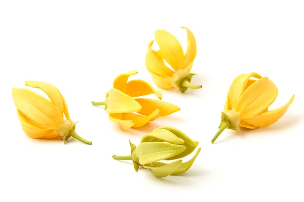 Ylang-Ylang blomst, gul, duftende blomst på hvit bakgrunn – stockfoto