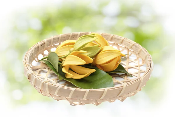 Fleur Ylang-Ylang, Fleur jaune parfumée sur fond nature — Photo